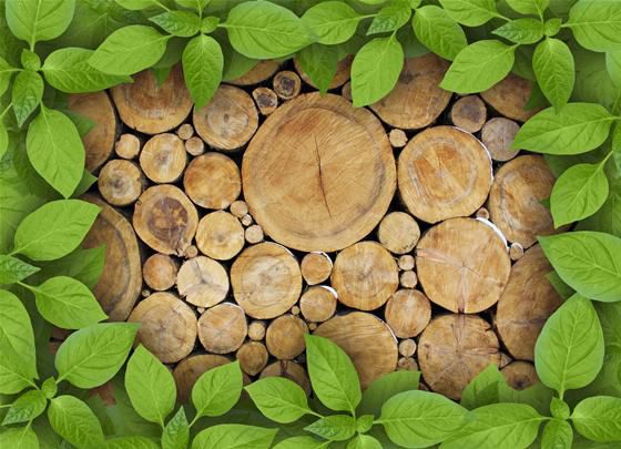 【峰光无限】锯材进口量被反超?美国这次厉害了!