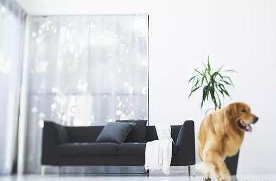 【峰光无限】家里养了宠物 装修时要注意些什么？