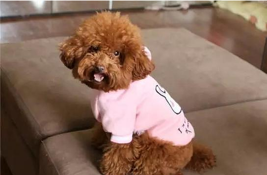 【峰光无限】家里养了宠物 装修时要注意些什么？