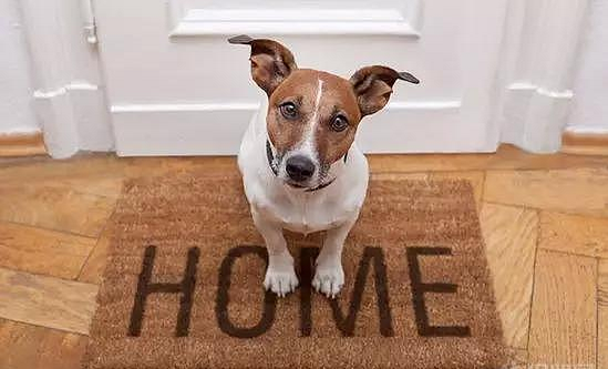 【峰光无限】家里养了宠物 装修时要注意些什么？