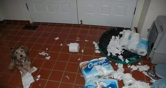 【峰光无限】家里养了宠物 装修时要注意些什么？