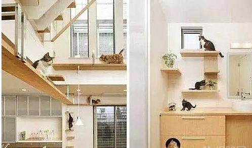 【峰光无限】家里养了宠物 装修时要注意些什么？