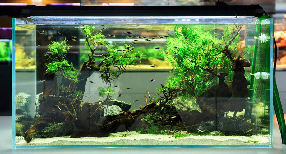 咸阳家装公司告诉您家居鱼缸如何摆放？有什么风水讲究？